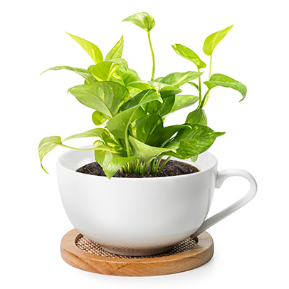 environmentally friendly coffee